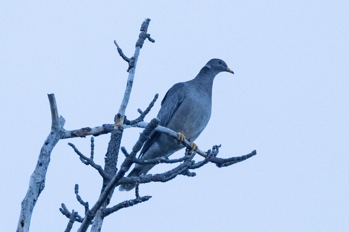 Band-tailed Pigeon - ML620182500