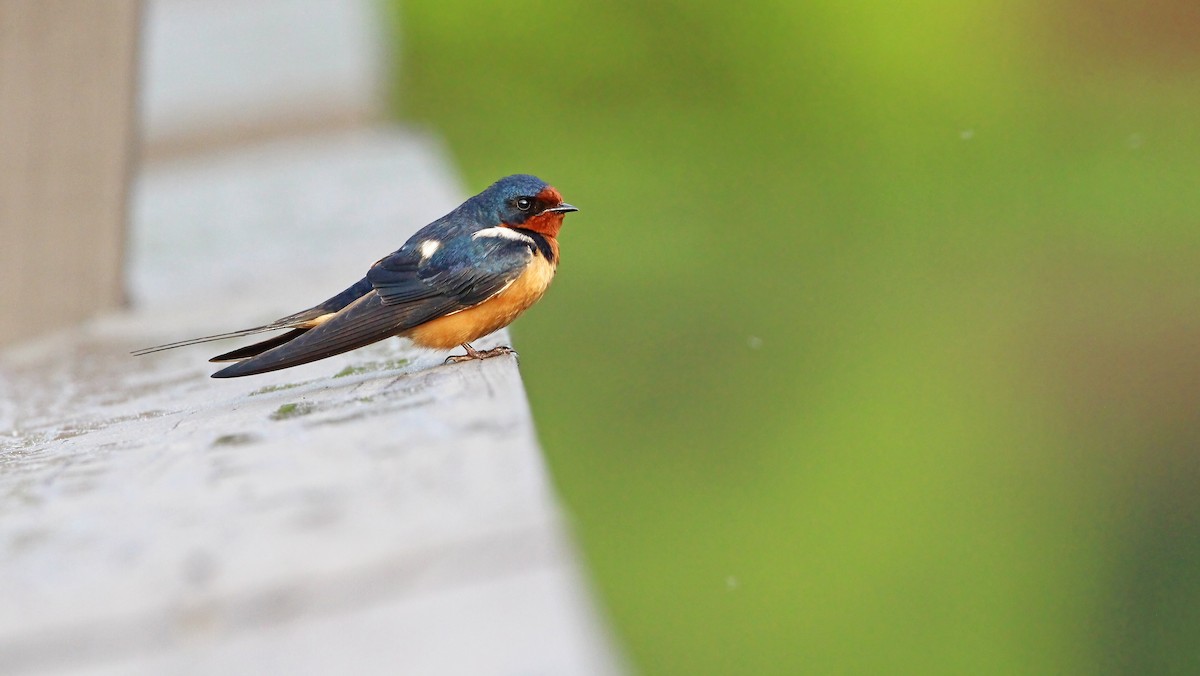 Barn Swallow - ML620182502