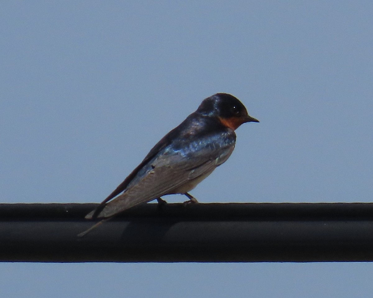 Barn Swallow - ML620182506