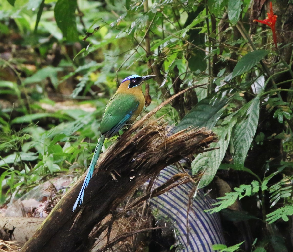 blåpannemotmot - ML620182511