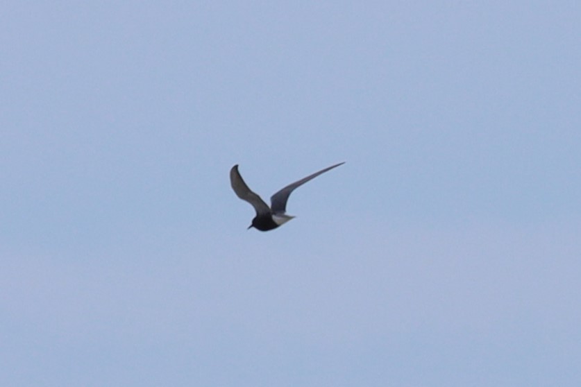Black Tern - ML620182516