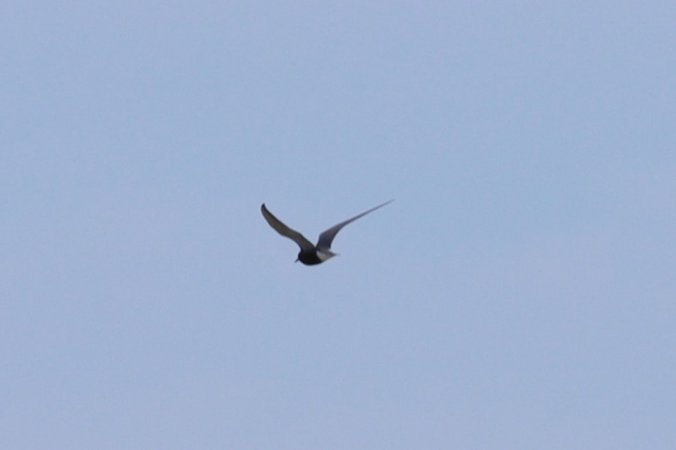 Black Tern - ML620182517