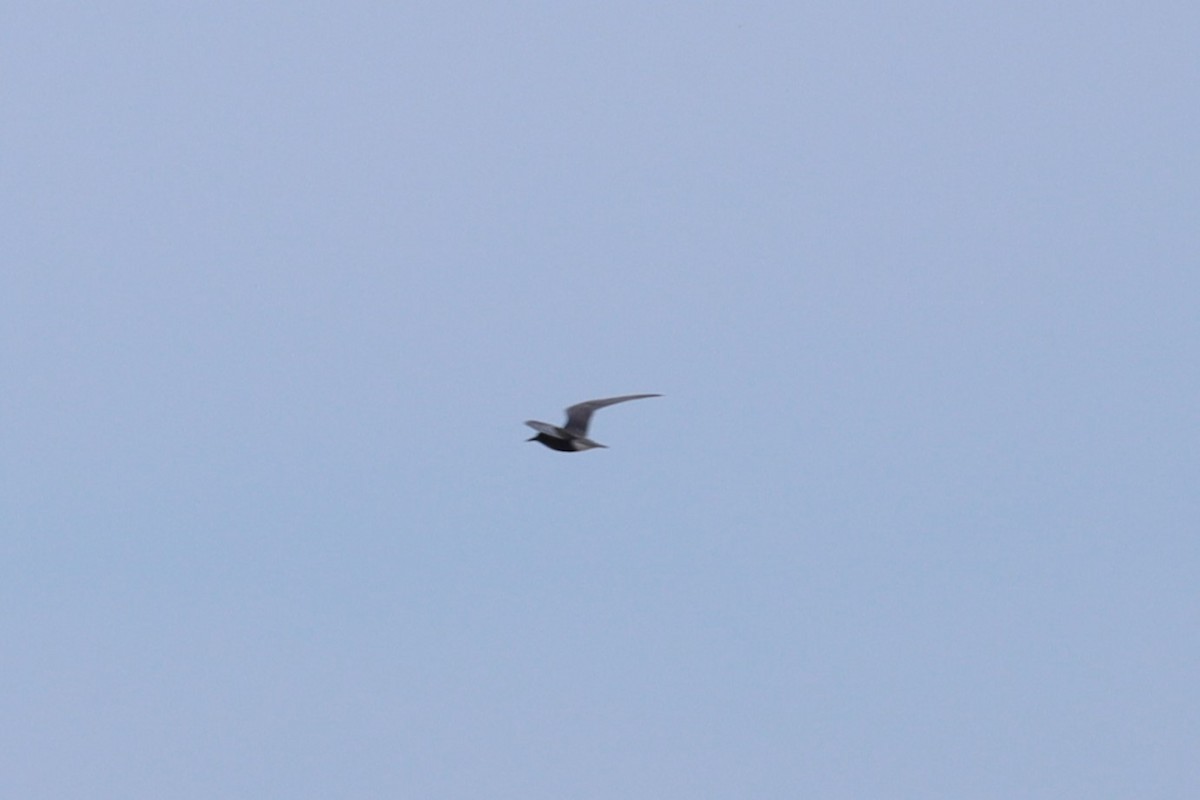 Black Tern - ML620182518