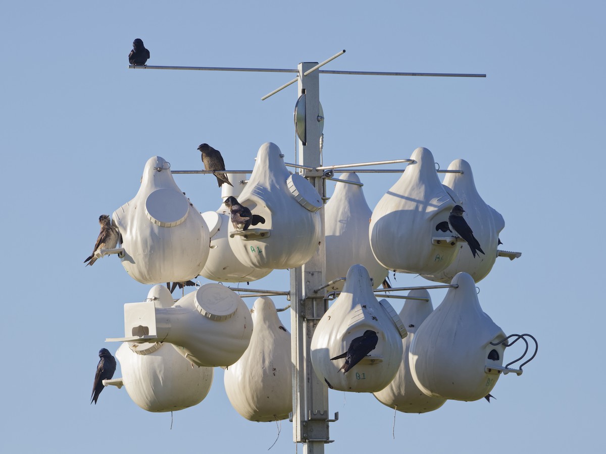 Purple Martin - ML620182526