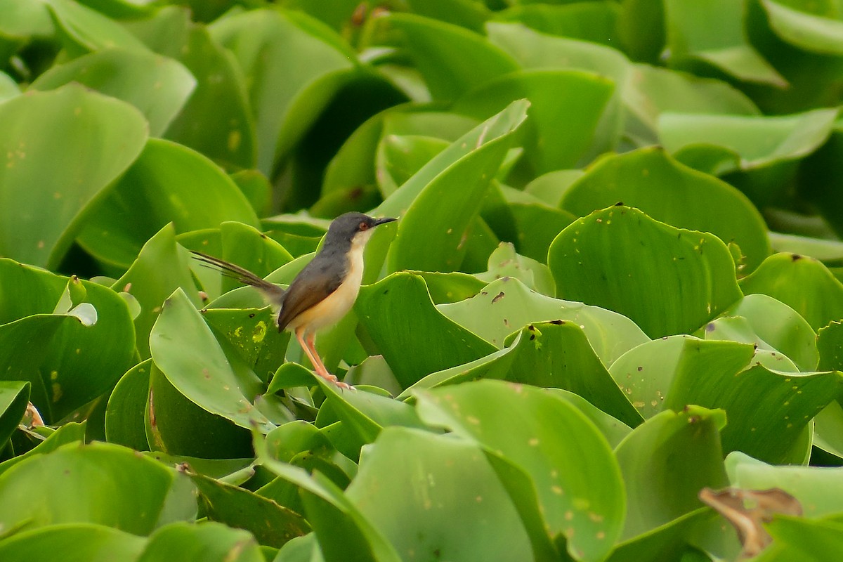 Prinia Cenicienta - ML620182527