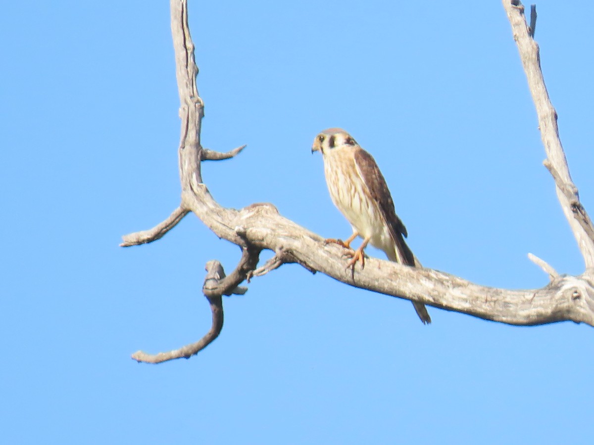 American Kestrel - ML620182528