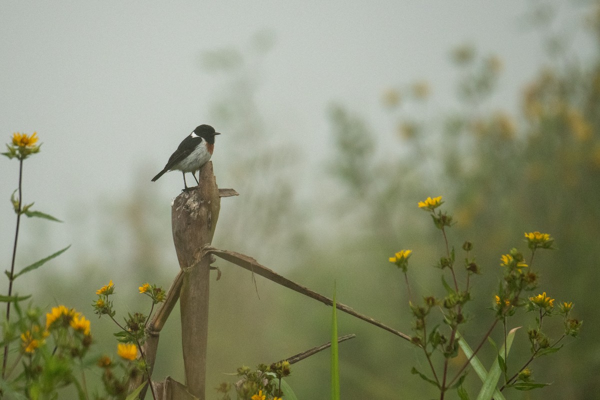 African Stonechat - ML620182529