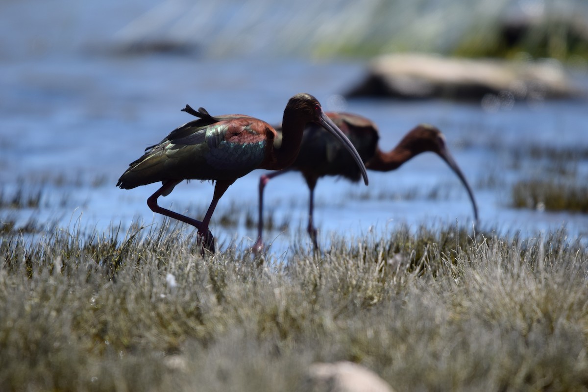 Ibis à face blanche - ML620182530