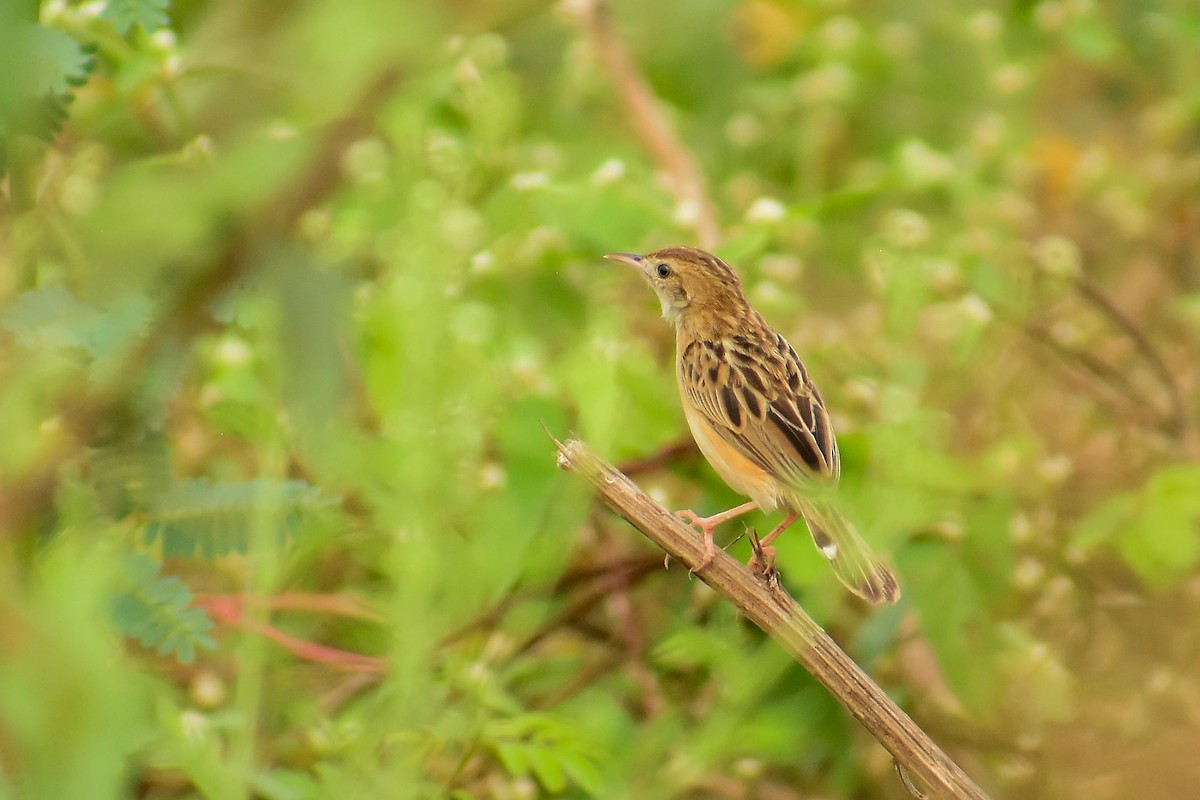 Zitting Cisticola - ML620182534