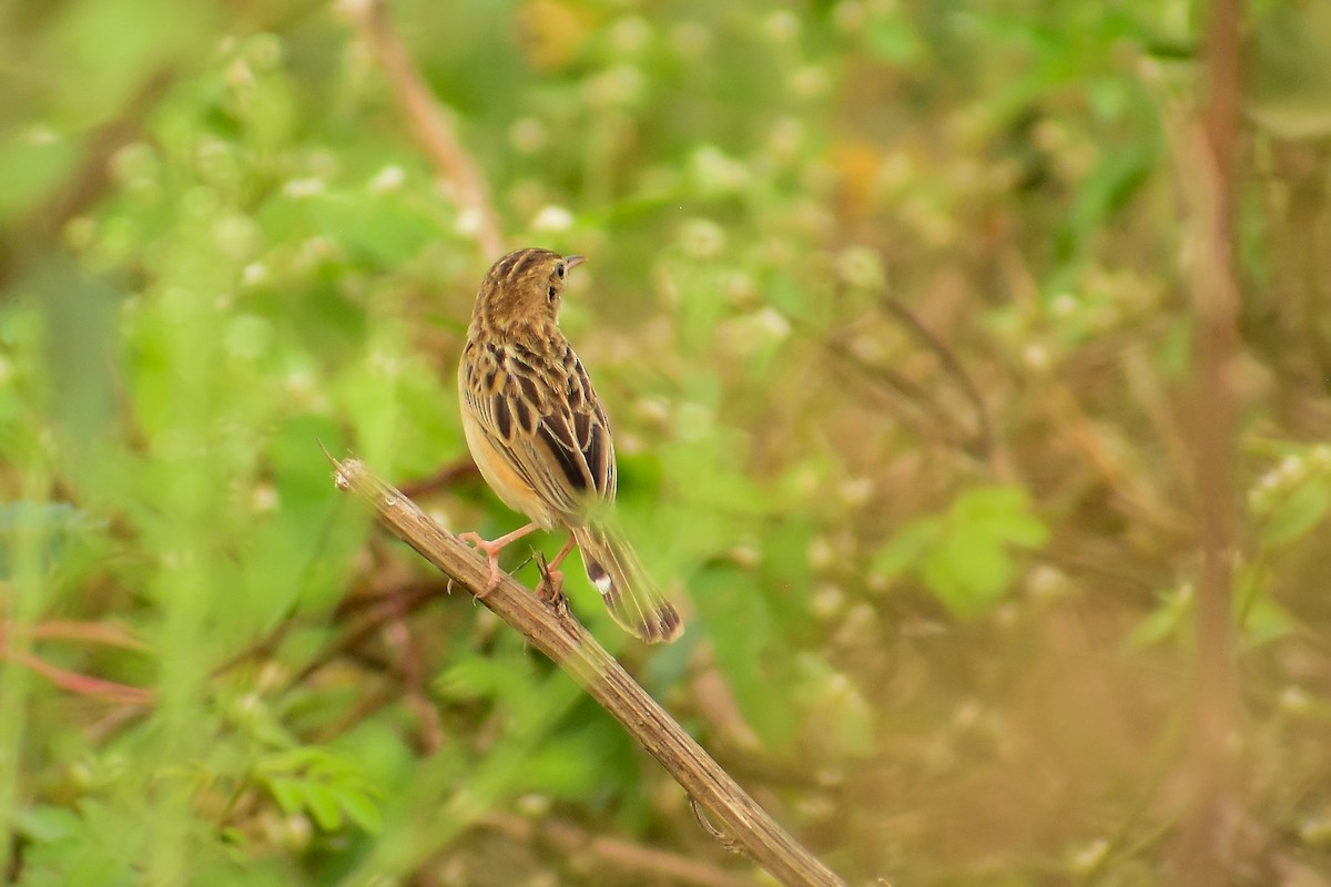 Zitting Cisticola - ML620182535