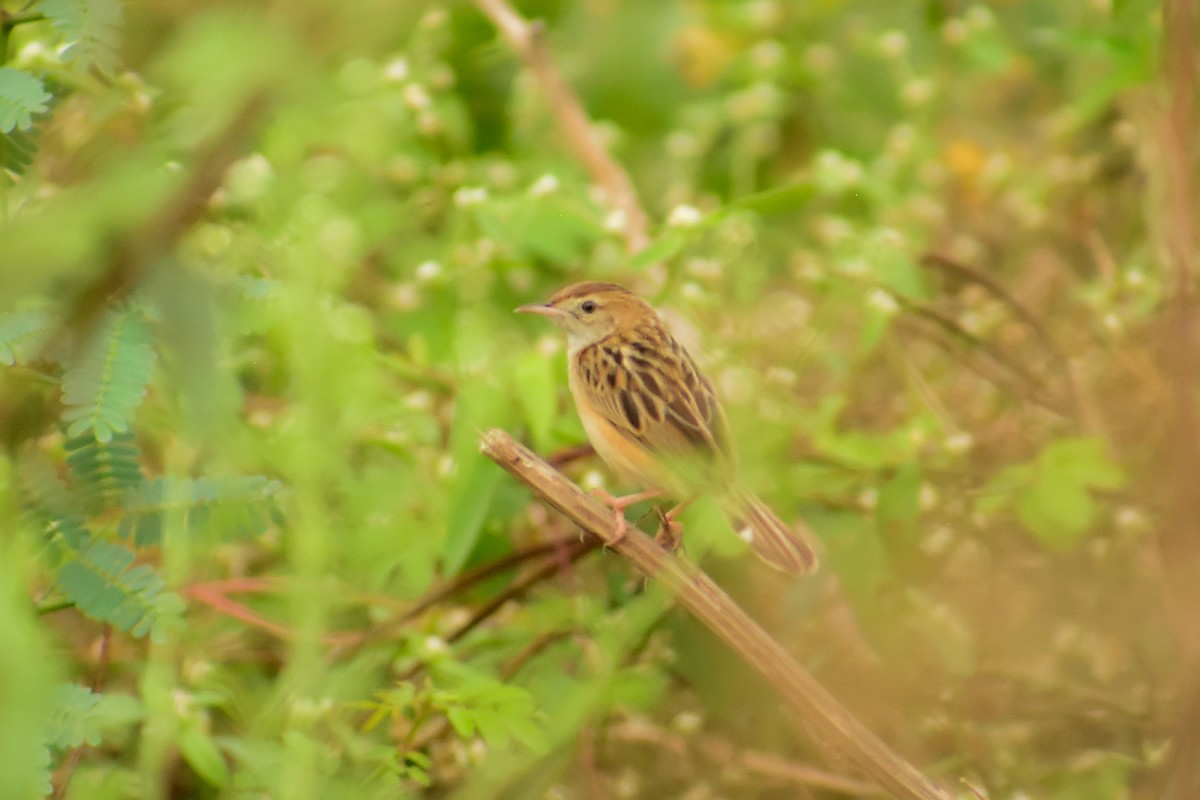 Zitting Cisticola - ML620182536