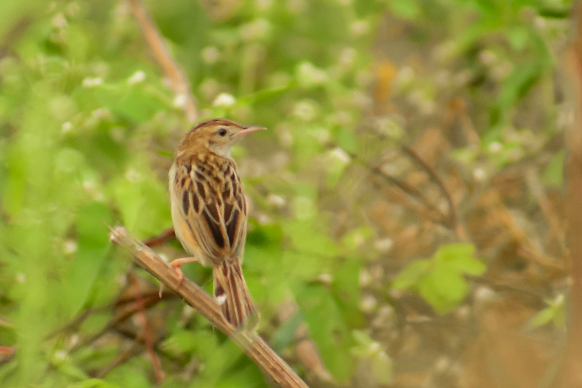 Zitting Cisticola - Aparna S