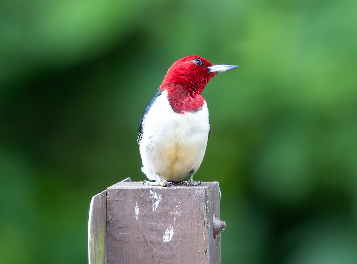 Red-headed Woodpecker - ML620182541