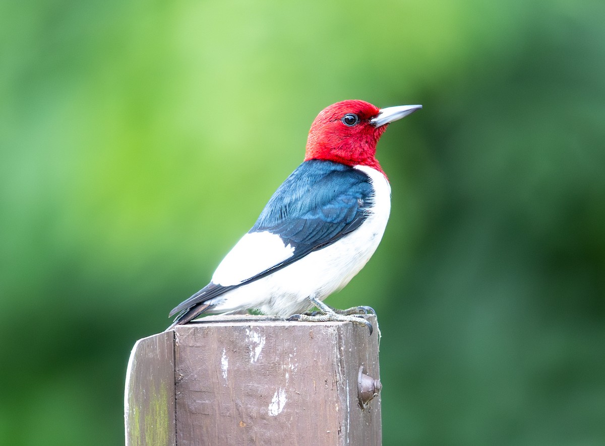 Red-headed Woodpecker - ML620182542