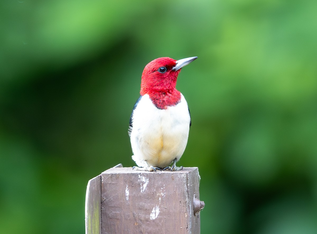 Red-headed Woodpecker - ML620182543