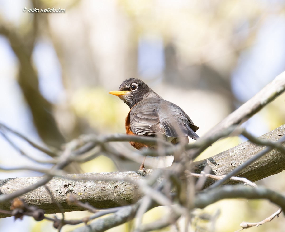 American Robin - ML620182548