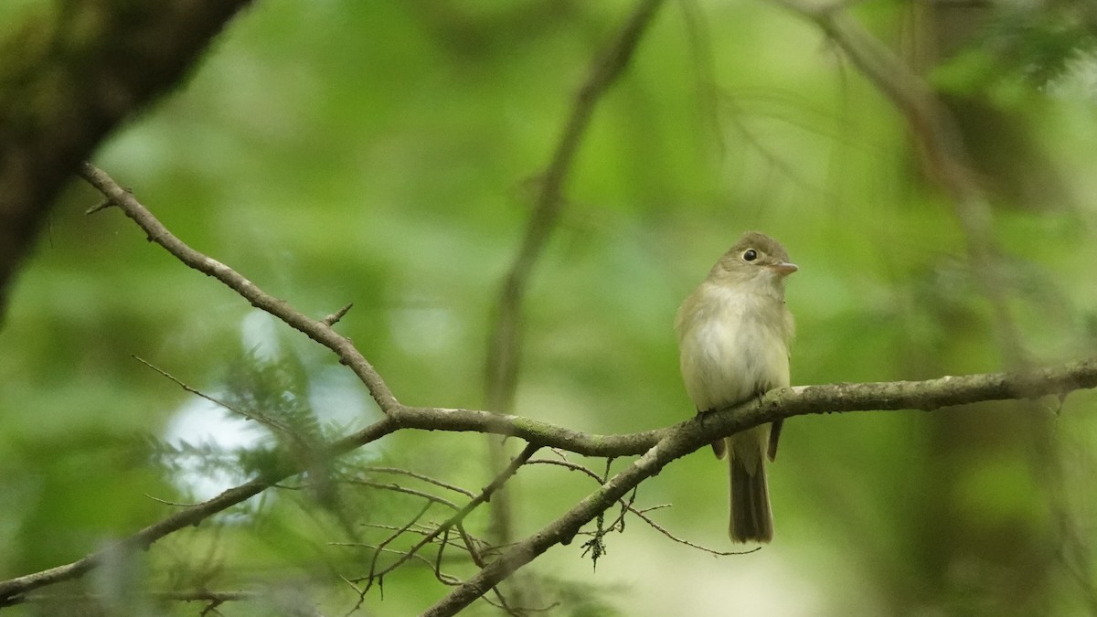 Acadian Flycatcher - ML620182553