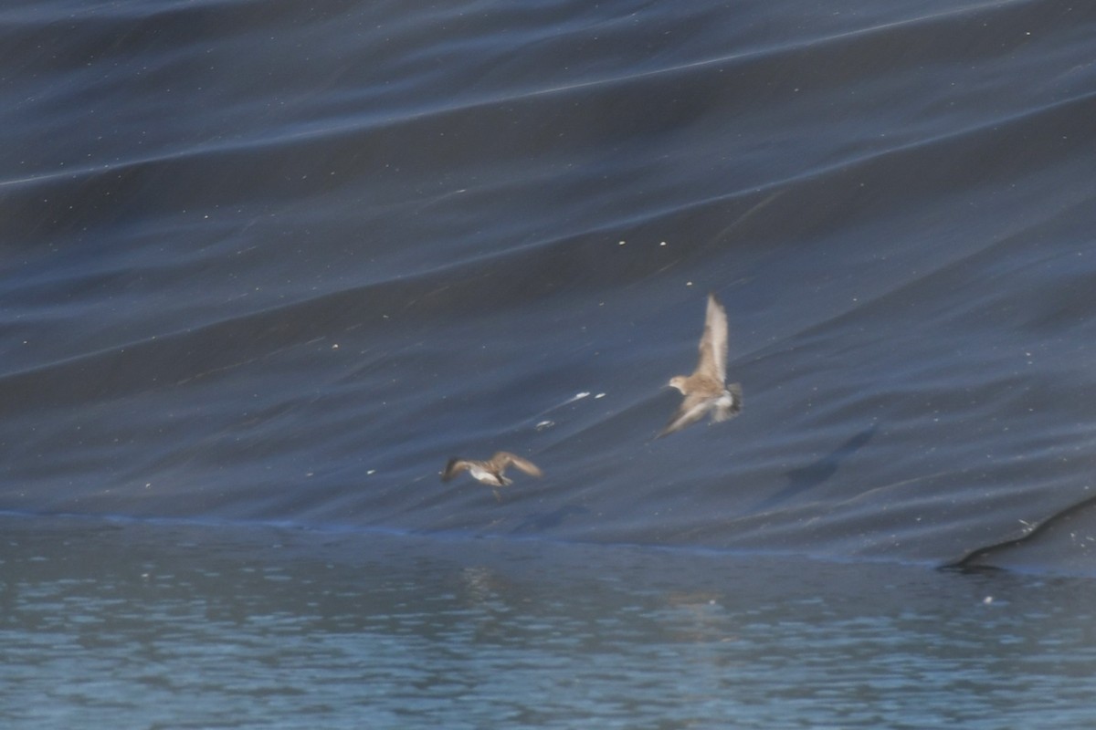 White-rumped Sandpiper - ML620182554