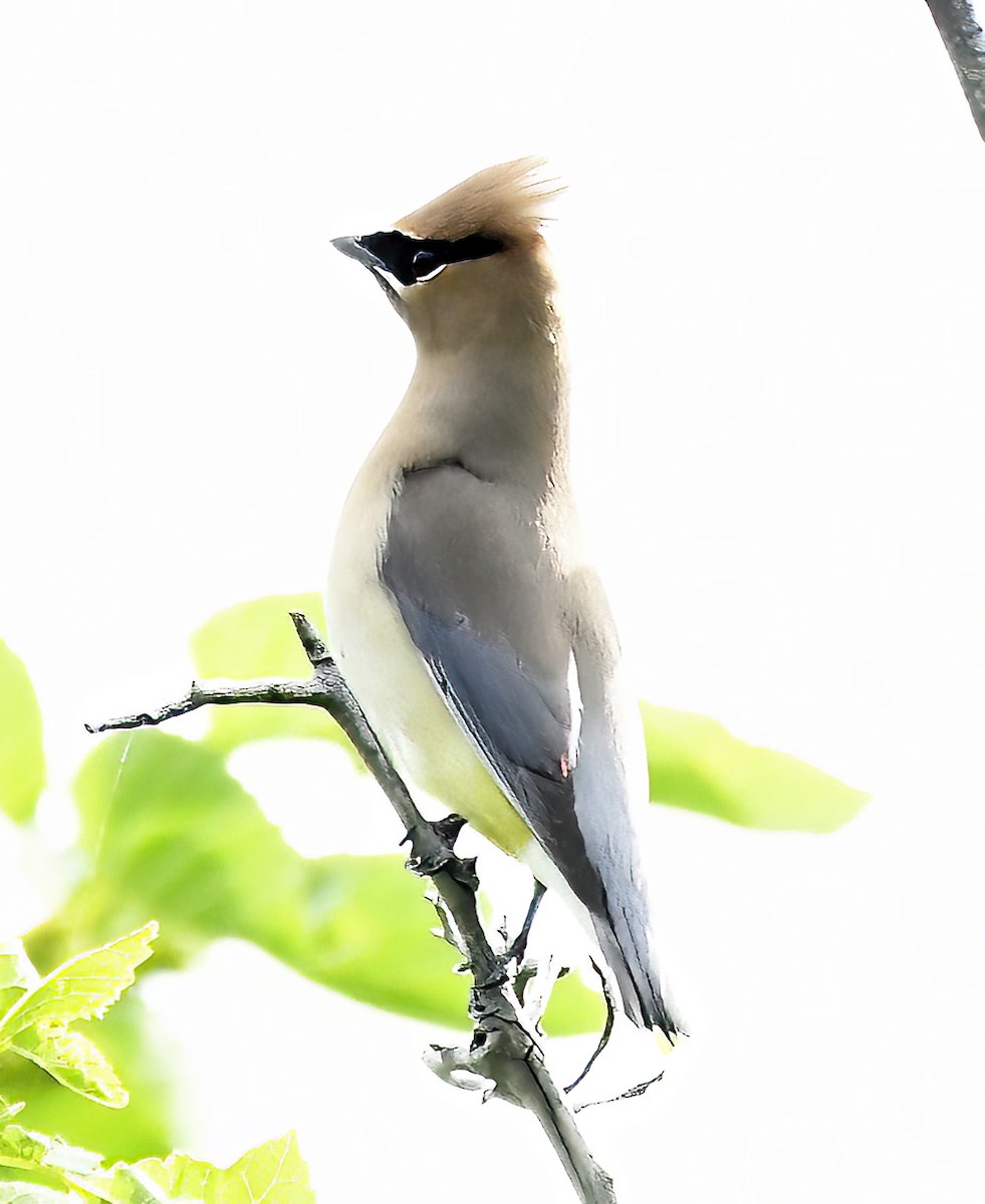 Cedar Waxwing - ML620182564