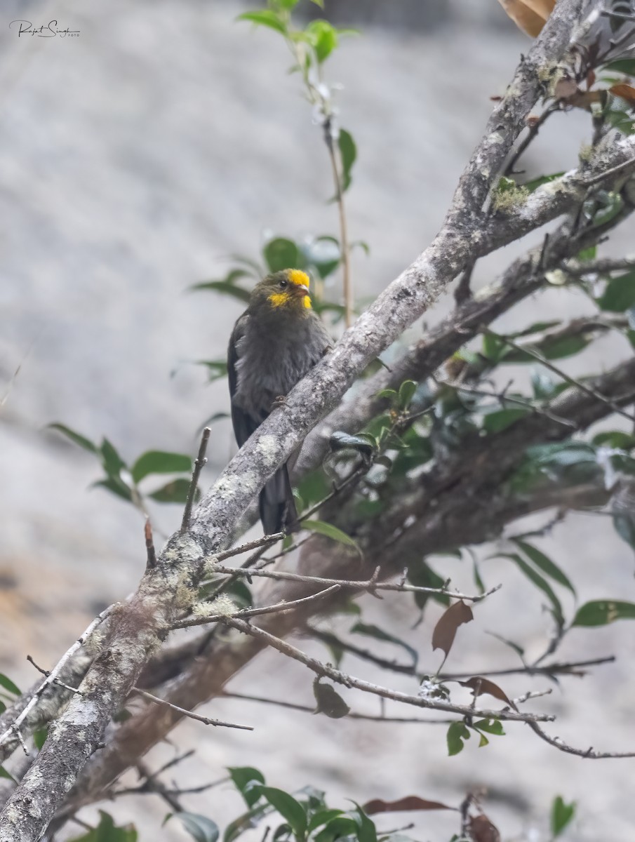 Yellow-rumped Honeyguide - ML620182565