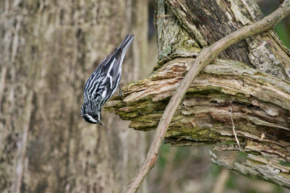 Black-and-white Warbler - ML620182566