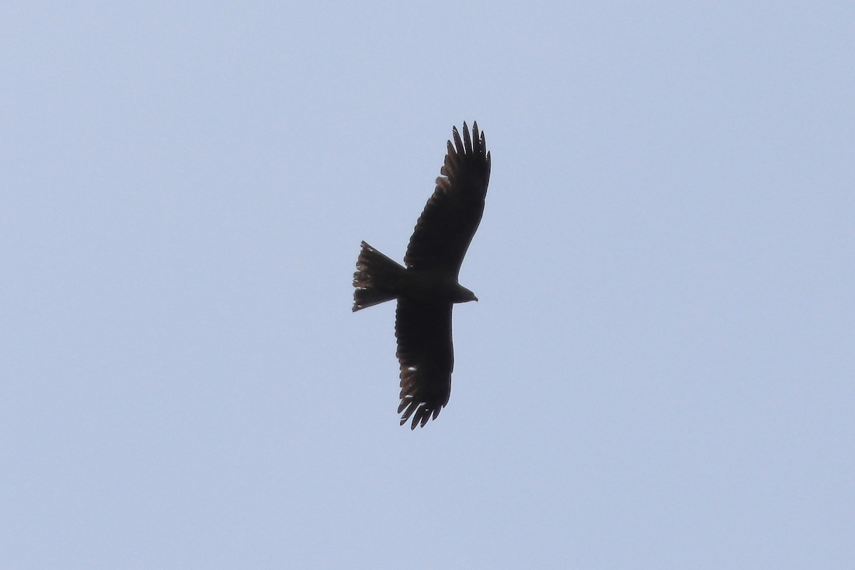 Black Kite - ML620182567