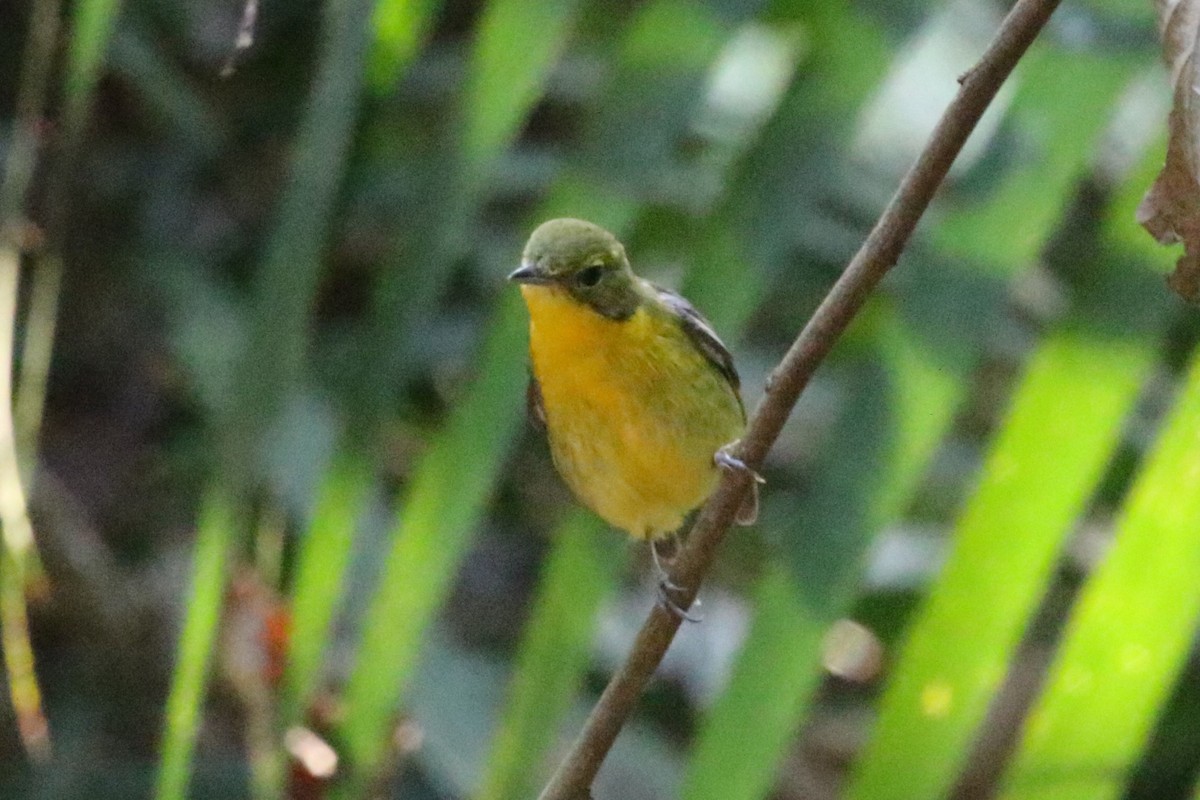 Gobemouche à dos vert - ML620182568