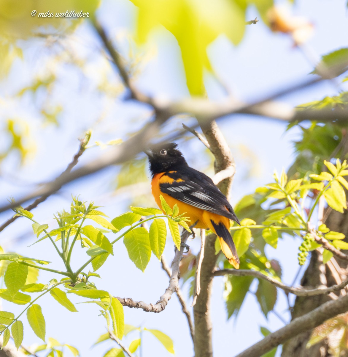 Baltimore Oriole - ML620182569