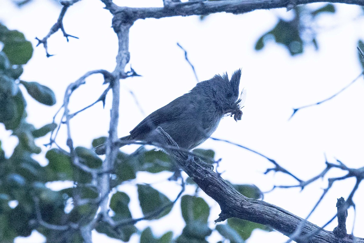 Oak Titmouse - ML620182571