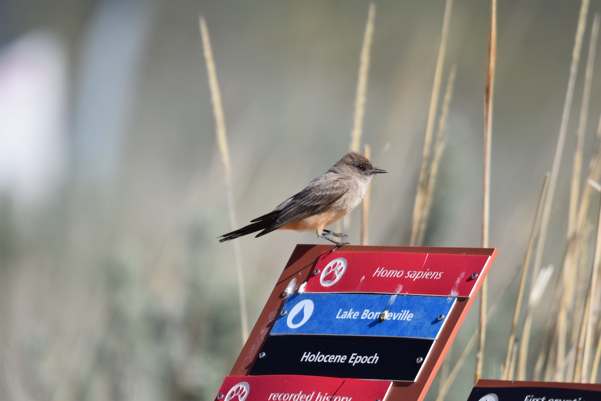 Say's Phoebe - ML620182572