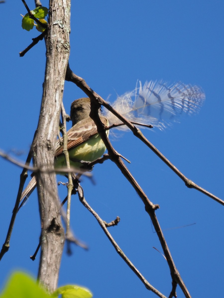 Great Crested Flycatcher - ML620182573