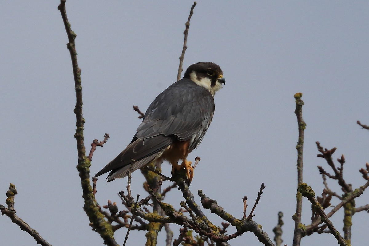 Eurasian Hobby - ML620182584