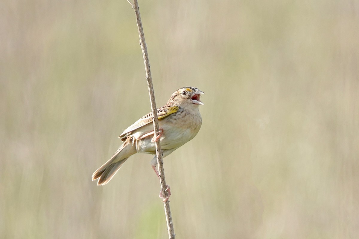 Savannah Sparrow - ML620182590