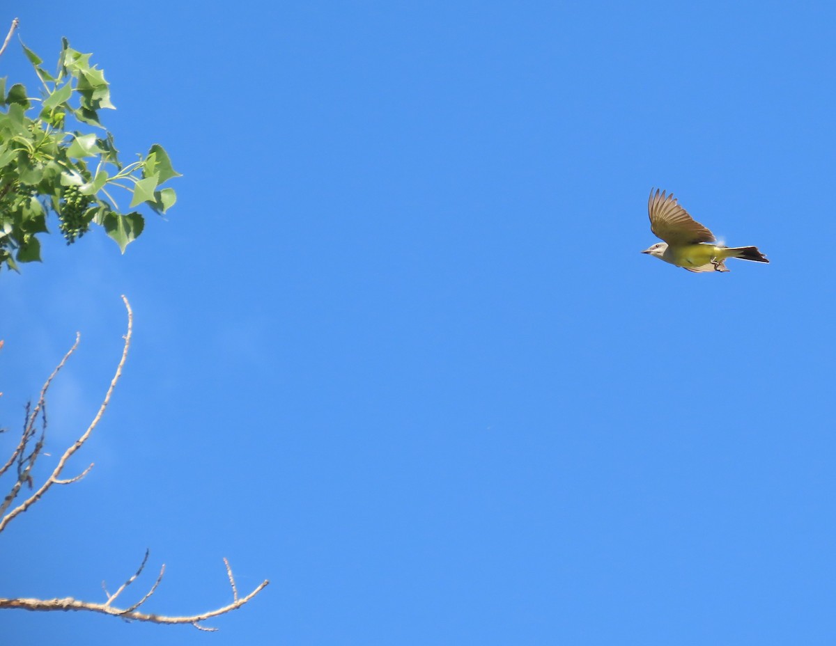 Western Kingbird - ML620182593