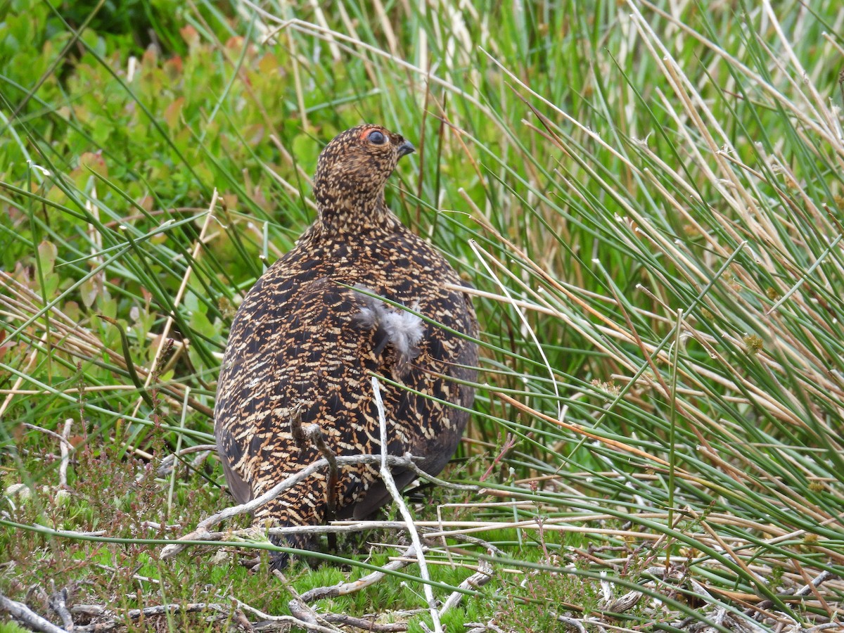 Willow Ptarmigan (Red Grouse) - ML620182595