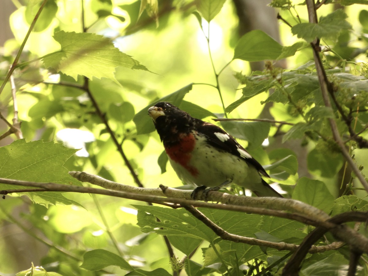 Rose-breasted Grosbeak - ML620182596