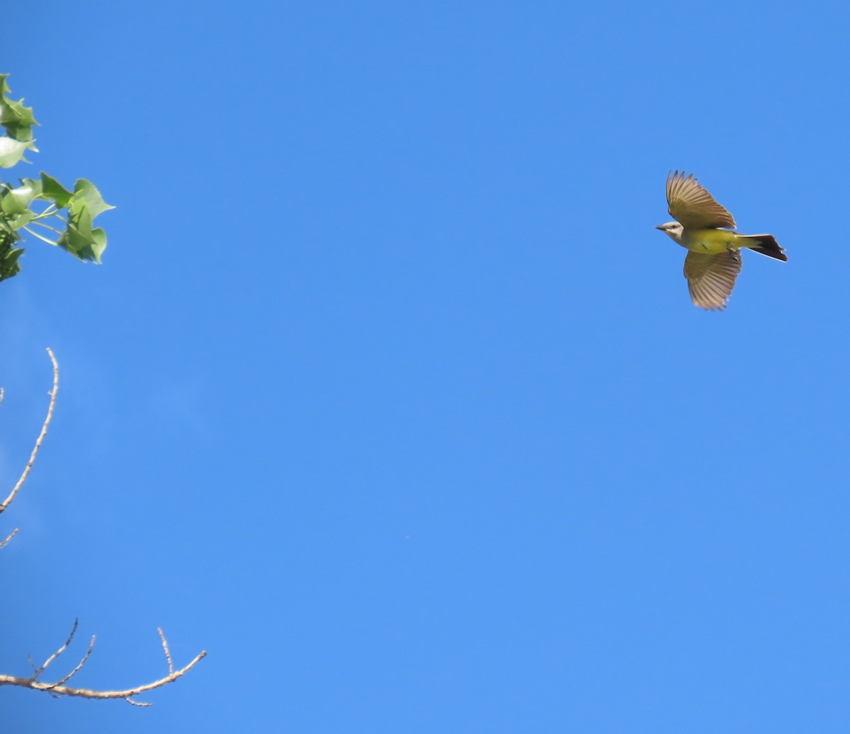 Western Kingbird - ML620182597