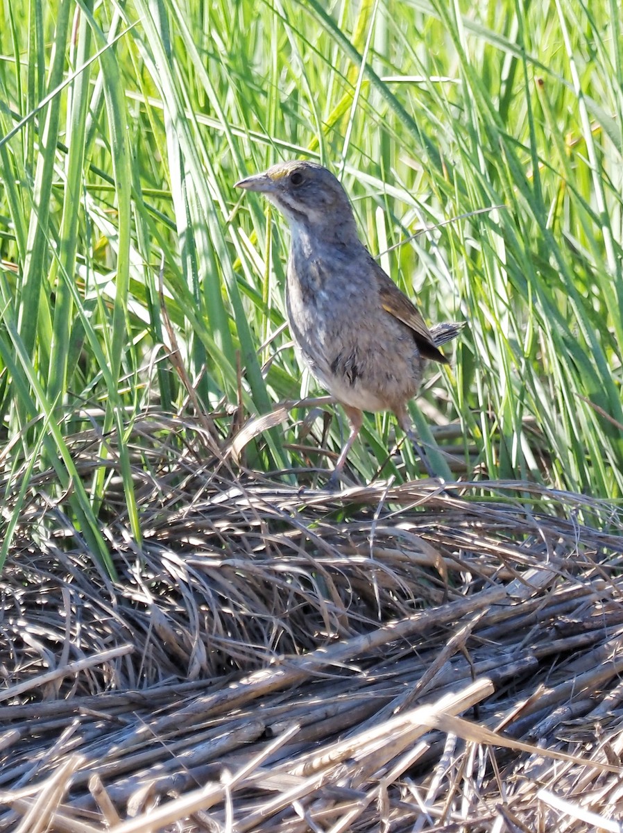 Seaside Sparrow - ML620182598