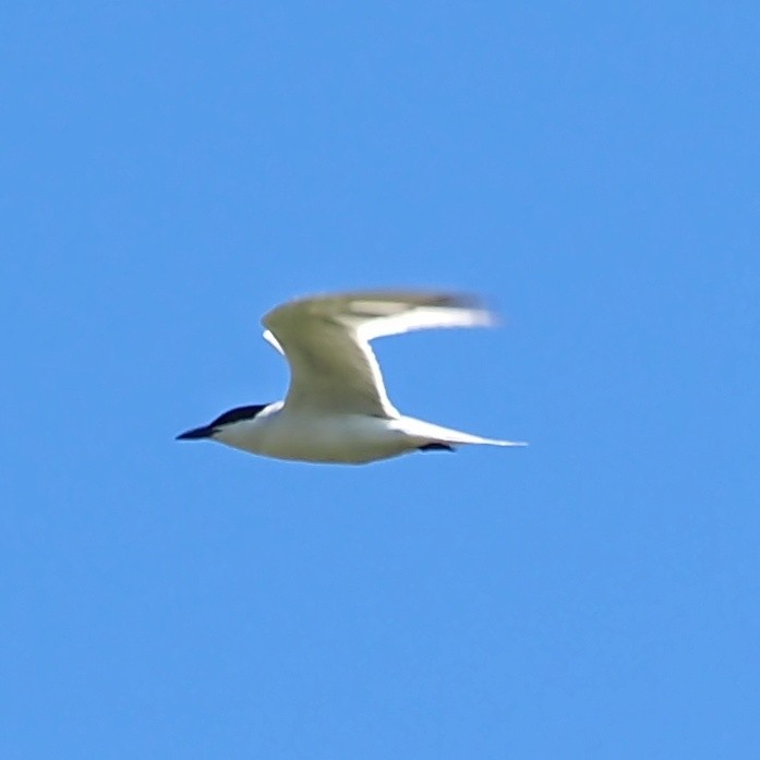 Gull-billed Tern - ML620182608