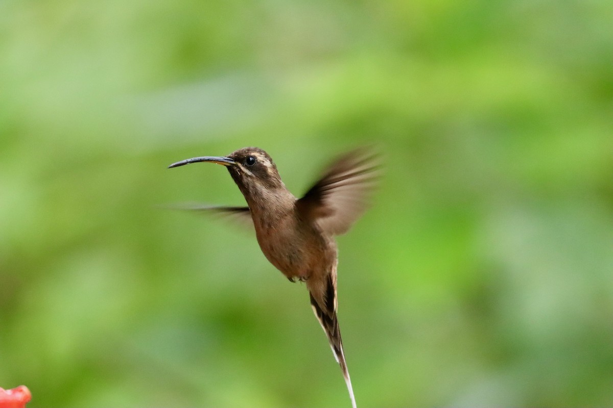 Scale-throated Hermit - ML620182622