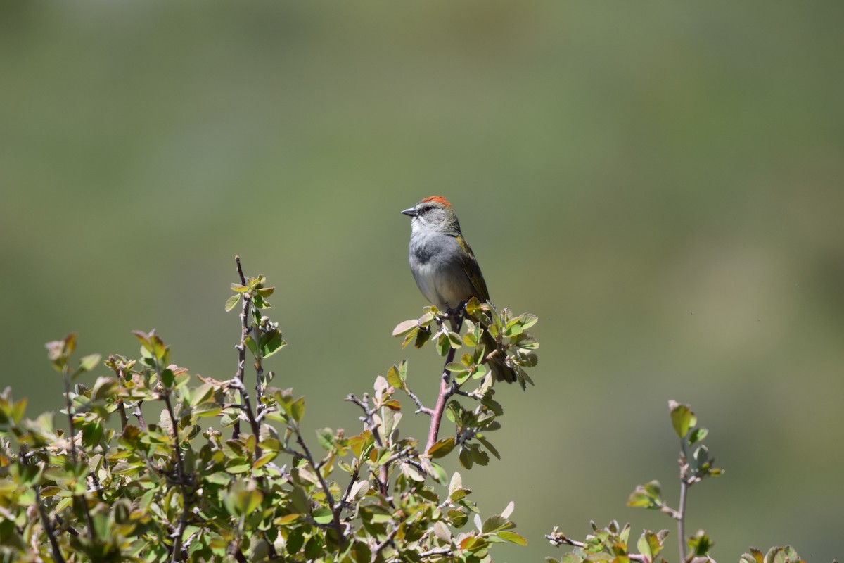 Green-tailed Towhee - ML620182625