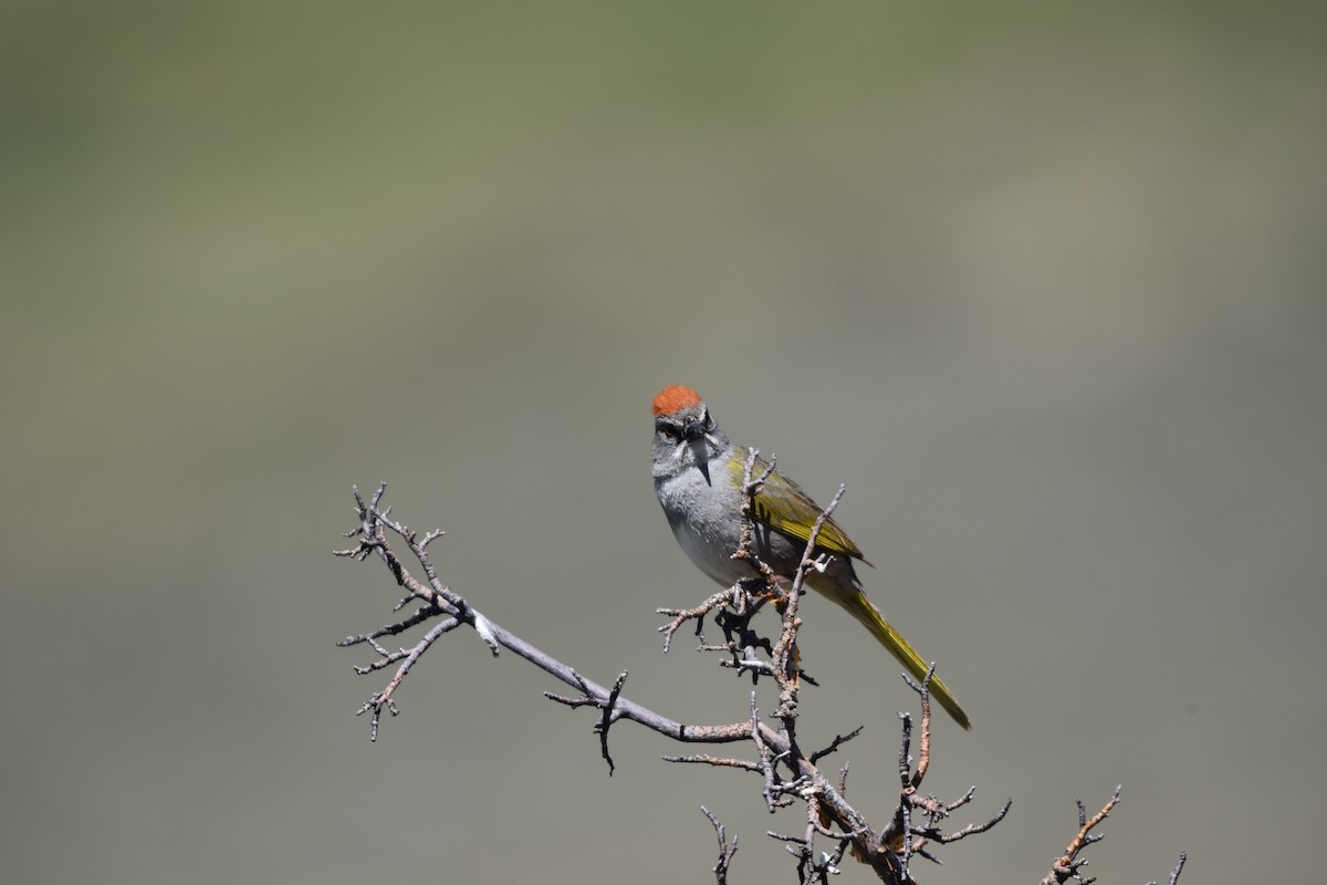 Green-tailed Towhee - ML620182626