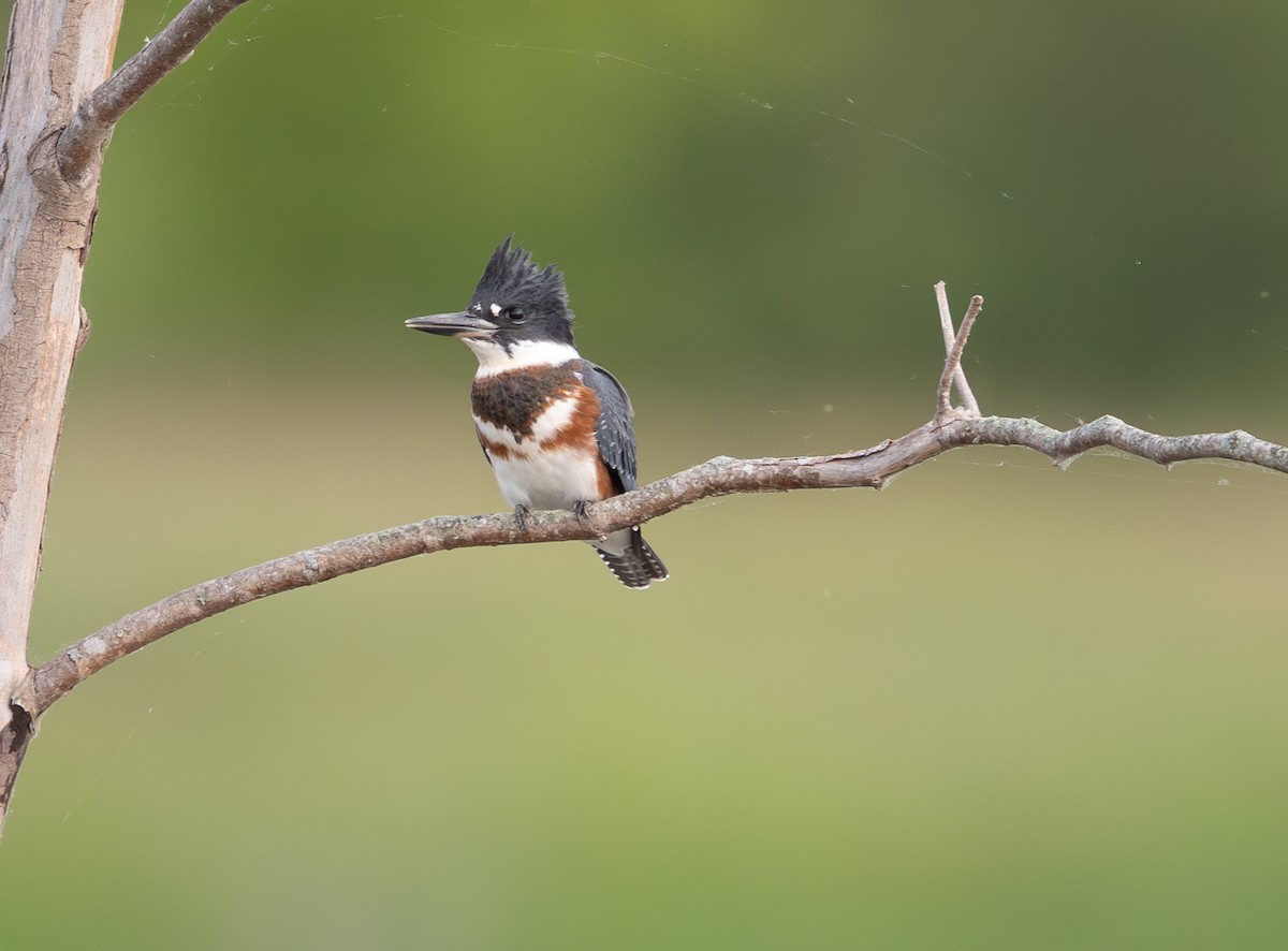 Belted Kingfisher - ML620182628