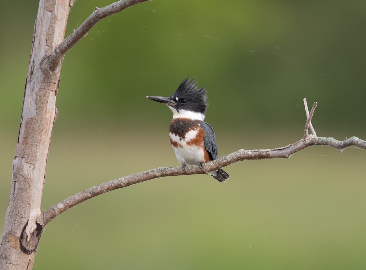 Belted Kingfisher - ML620182629