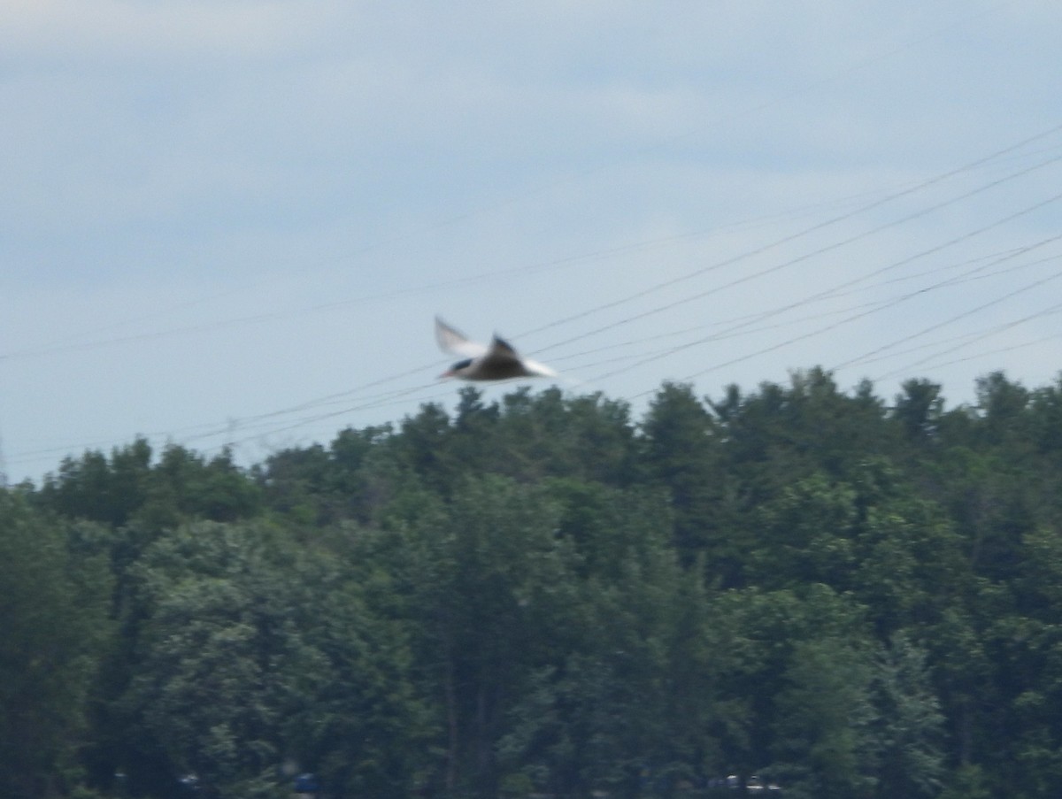 Common Tern - ML620182637