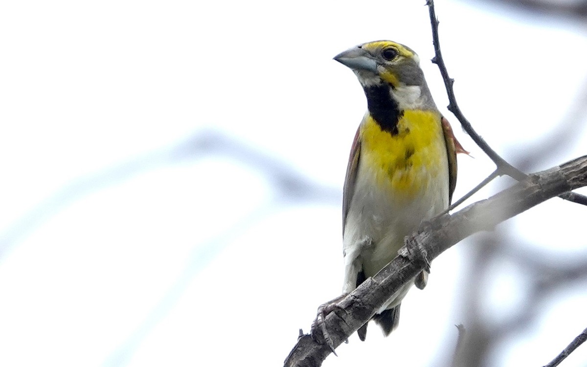 Dickcissel - ML620182645