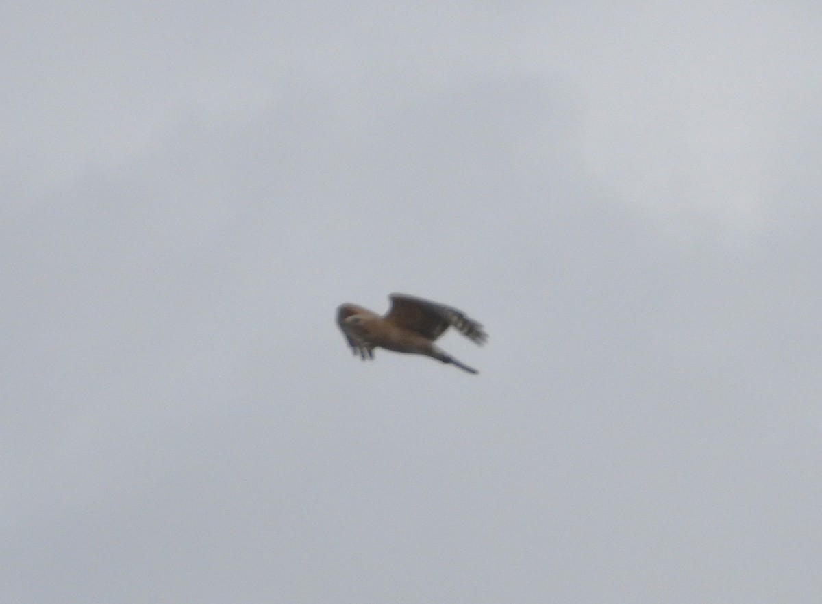 Red-shouldered Hawk - ML620182647