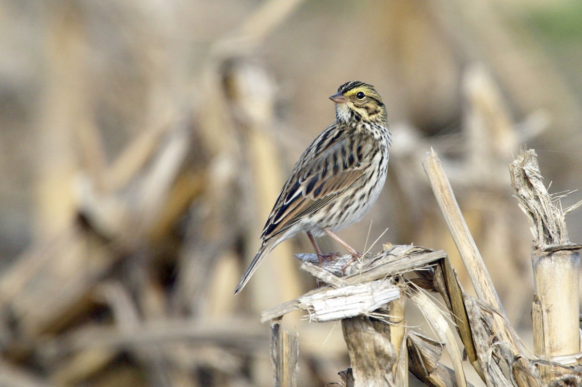 Savannah Sparrow - ML620182650