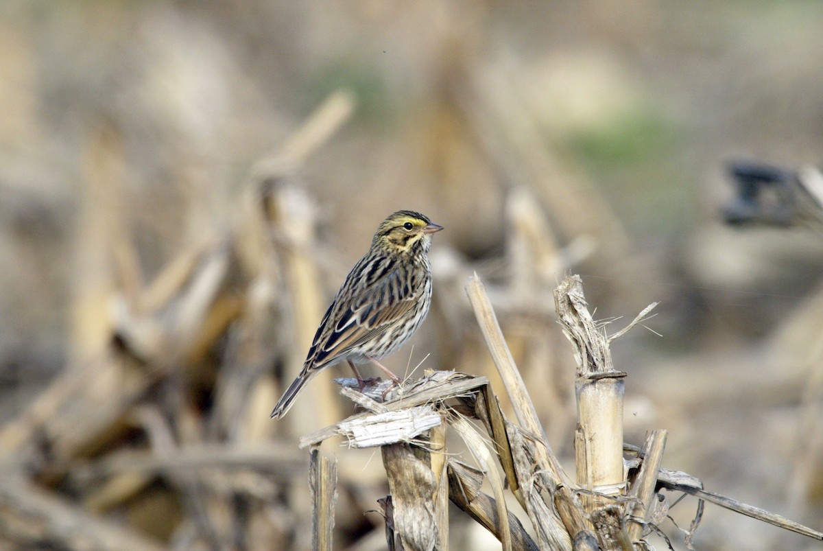 Savannah Sparrow - ML620182651