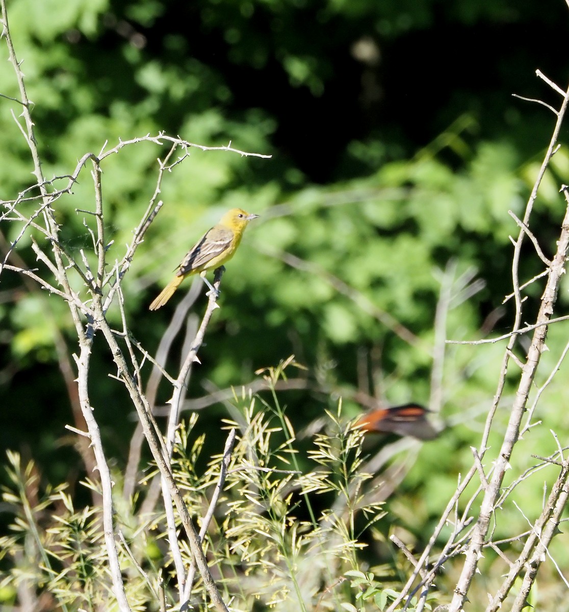 Orchard Oriole - ML620182656